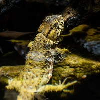 Chinesische Krokodilschwanzechse